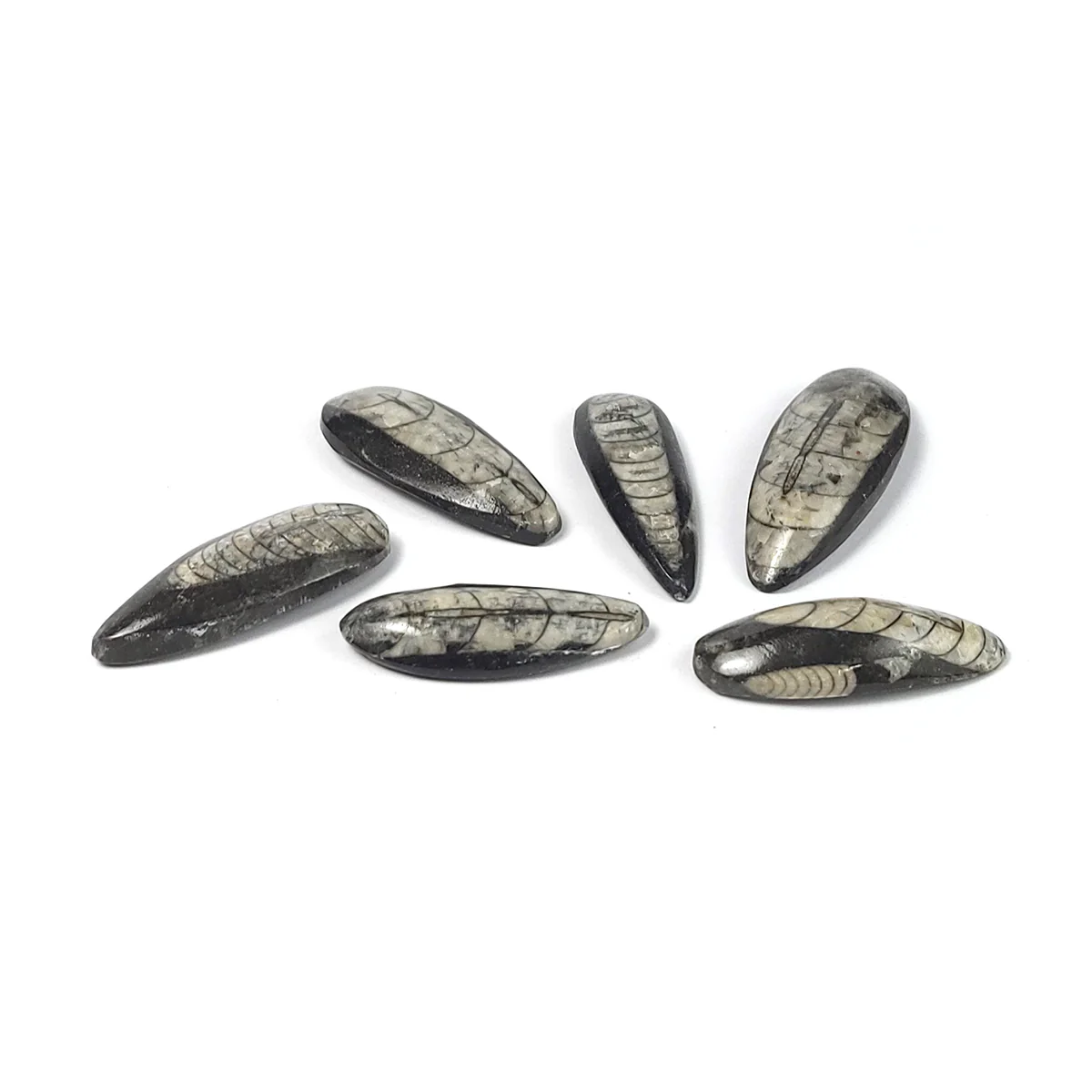 Orthoceras Fossil Palm Stone - Image 4